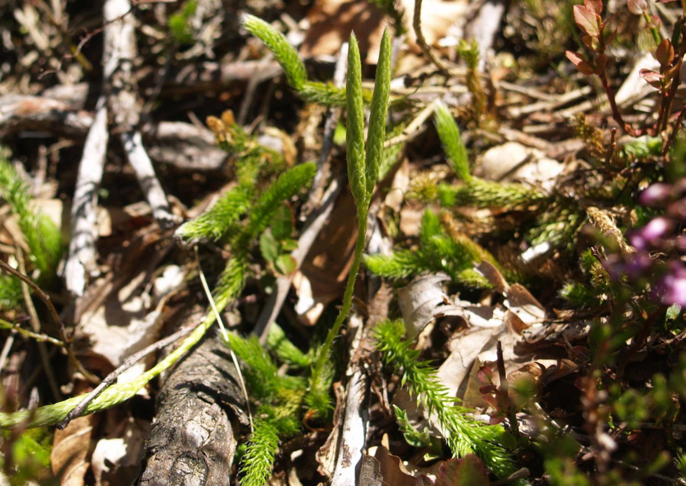 Clubmoss, Stagshorn plant